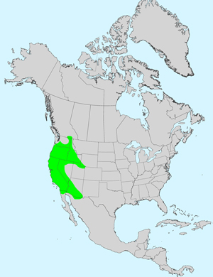 North America species range map for Agoseris heterophylla: Click image for full size map